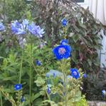 Phacelia viscida compacta 'Blue Foam' - 