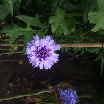 Catananche caerulea