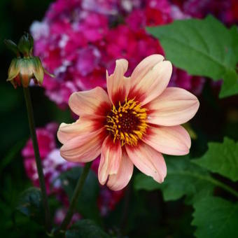 Dahlia 'Happy Single First Love'