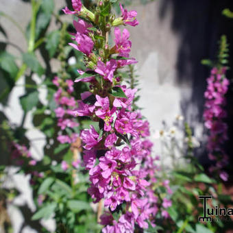 Lythrum salicaria 'Rosy Gem'