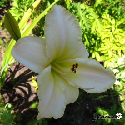 Hemerocallis 'Arctic Snow' - Hemerocallis 'Arctic Snow'