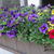 Calibrachoa Million Bells Series