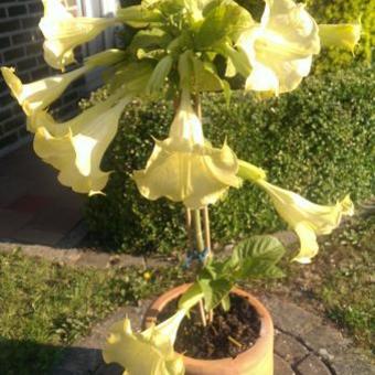 Campsis radicans f. flava