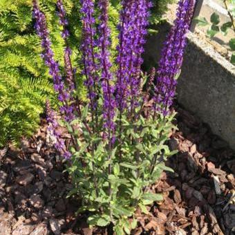 Salvia (varieteiten)