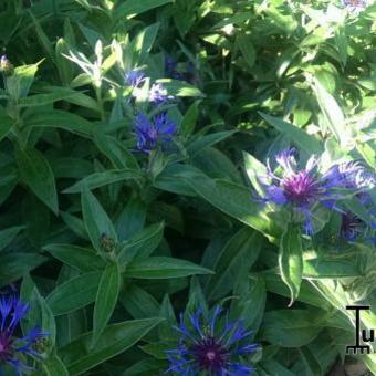 Centaurea montana 'Coerulea'