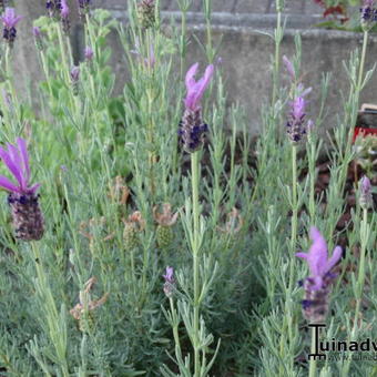 Lavandula stoechas