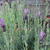 Lavandula stoechas