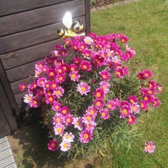 Argyranthemum frutescens Madeira 'Cherry Red'