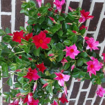 Mandevilla