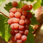 Vitis vinifera 'Vanessa' - Vitis vinifera 'Vanessa'