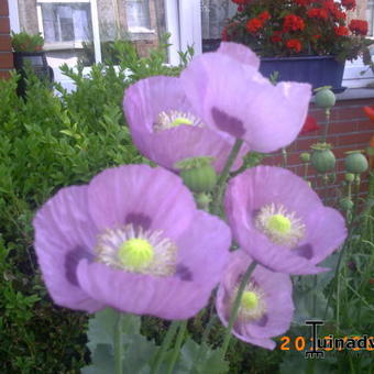 Papaver somniferum