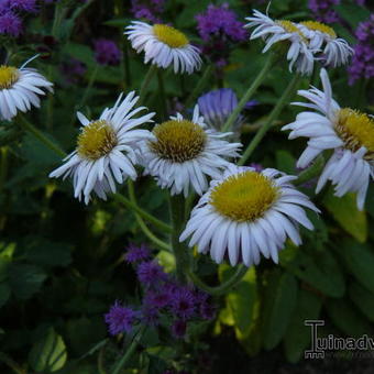 Erigeron pulchellus 'Meadow Muffin'