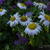 Erigeron pulchellus 'Meadow Muffin'