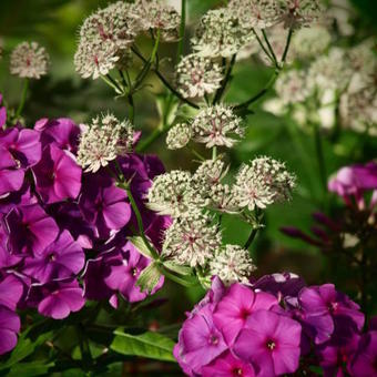 Astrantia major 'Star Of Billion'