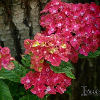 Hydrangea macrophylla