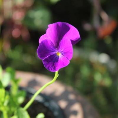 Viola cornuta 'Martin' - Viola cornuta 'Martin'