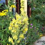 Verbascum olympicum - 