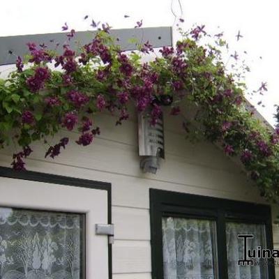 Clematis viticella 'Purpurea Plena Elegans'  - 