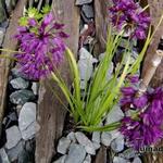 Allium cyathophorum var. farreri - Farrers Becher-Lauch