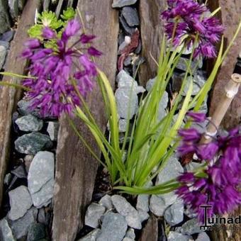 Allium cyathophorum var. farreri