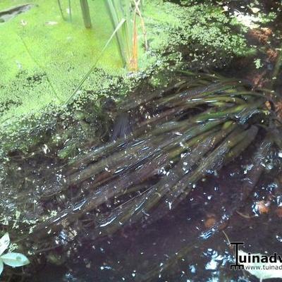 Vallisneria nana - Vallisneria gigantea