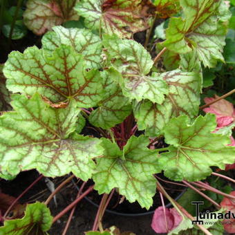 Heuchera 'Green Spice'