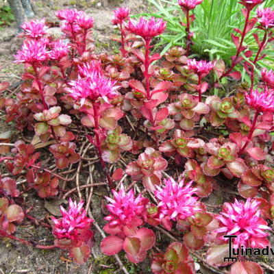 Sedum spurium 'Purpurteppich' - Sedum spurium 'Purpurteppich'