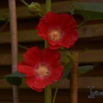 Alcea rosea Spotlight 'Mars Magic'