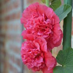 Alcea rosea 'Scarlett O'Hara'  - 