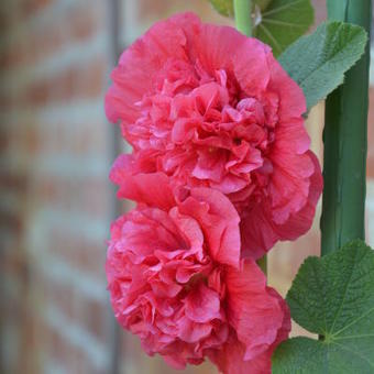 Alcea rosea 'Scarlett O'Hara'