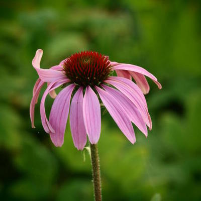 Echinacea purpurea 'Baby Swan Pink' - 