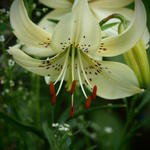 Lilium 'Sterling Star' - 