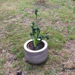 Albuca spiralis 'Frizzle Sizzle' - 