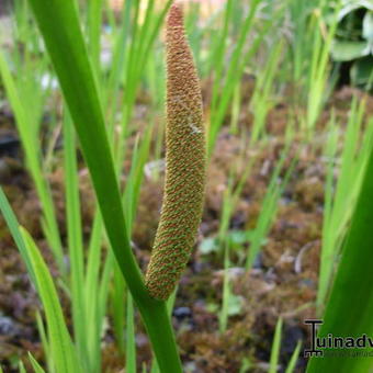 Acorus calamus