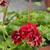 Pelargonium 'Roller's Pioneer'