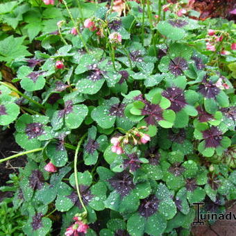 Oxalis tetraphylla 'Iron Cross'