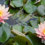 Nymphaea 'Colorado' - 