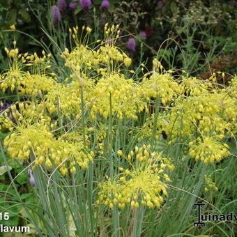 Allium flavum