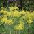 Allium flavum