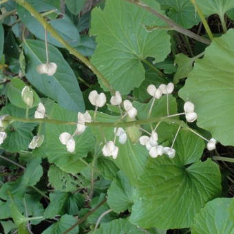 Pachyphragma macrophylla