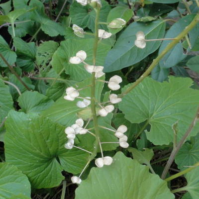 Pachyphragma macrophylla