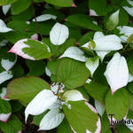 Actinidia kolomikta - Flamingo-Strahlengriffel