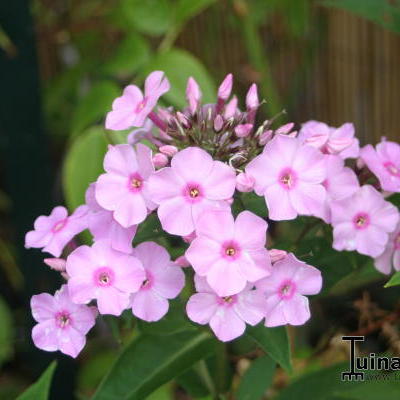 Phlox paniculata JS 'Rosanne' - Phlox paniculata JS 'Rosanne'