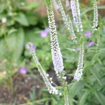 Veronica spicata 'Lila Karina'