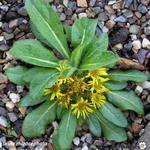 Inula rhizocephala - 