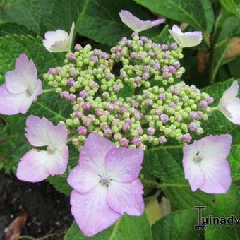 Hydrangea macrophylla ‘Mariesii Perfecta