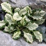 Ajuga reptans 'Arctic Fox' - 