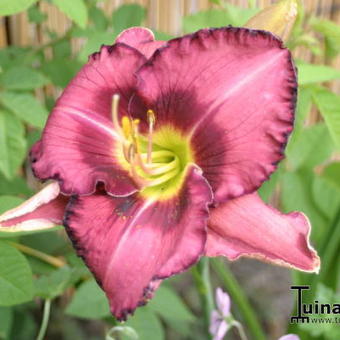 Hemerocallis 'Ledgewood's Silver Lining'