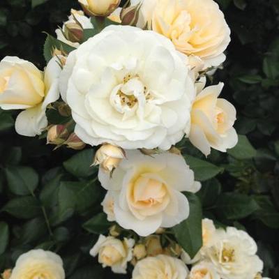 Rosa 'Sirius' - 