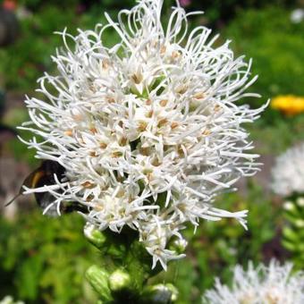 Liatris spicata 'Alba'